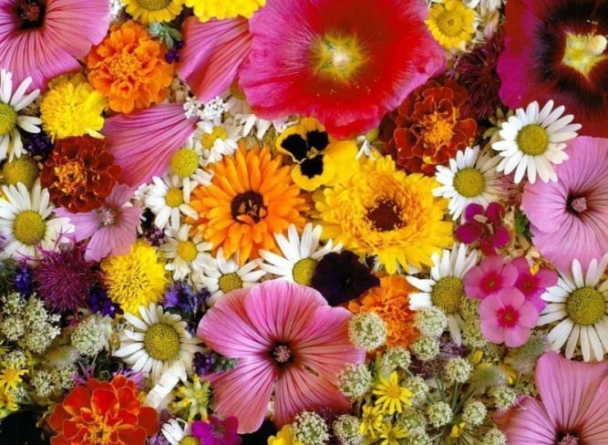 Праздник цветов «Цветочный киноальбом» пройдет 20 августа в микрорайоне Затон