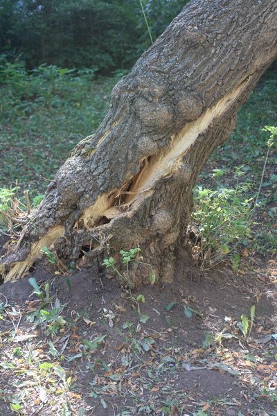 В Орджоникидзевском районе ведется работа по сносу аварийных деревьев