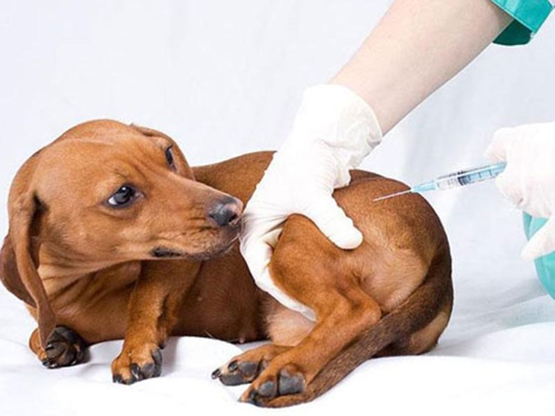 График прививок против бешенства собак и кошек