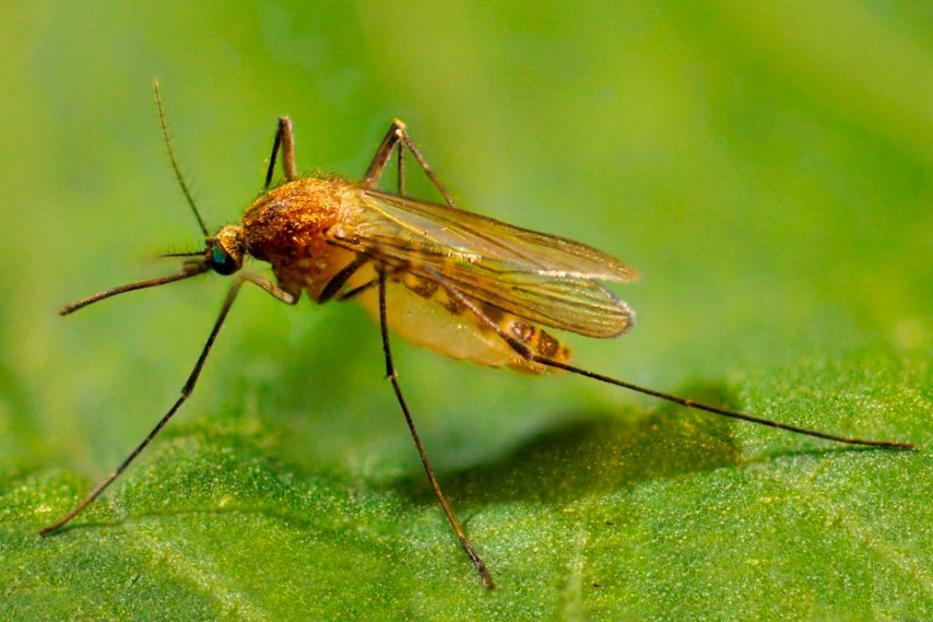 Республиканский центр дезинфекции опроверг информацию о травле насекомых методом «холодного тумана» 