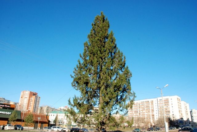 В Кировском районе г. Уфы установлена новогодняя елка