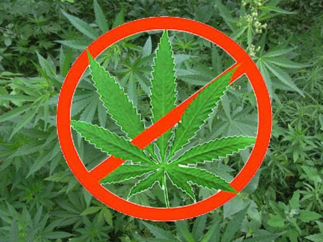 За незаконное культивирование наркосодержащих растений грозит уголовная ответственность