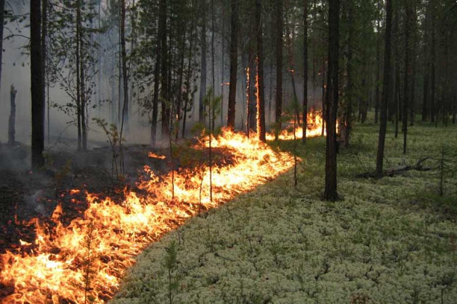 Соблюдайте правила пожарной безопасности в лесу