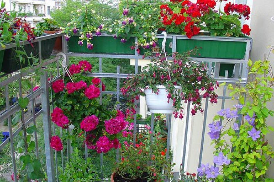 Продолжается прием заявок на конкурс лучший балкон (лоджия) и лучшая дворовая цветочная клумба, палисадник