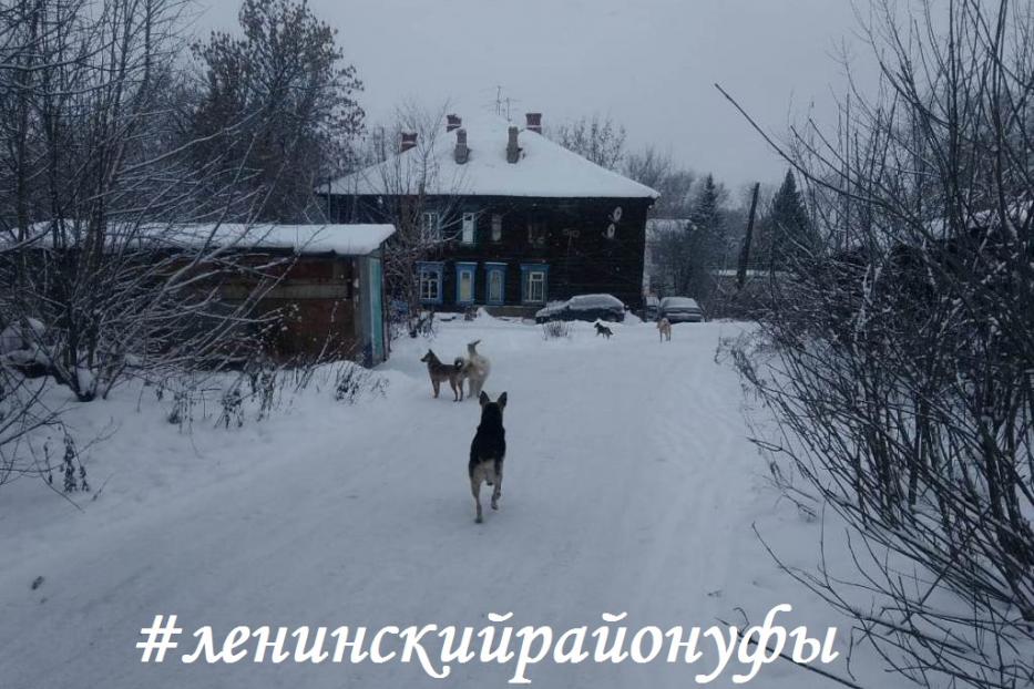 В Ленинском районе Уфы проводятся профилактические рейды по выявлению бродячих собак
