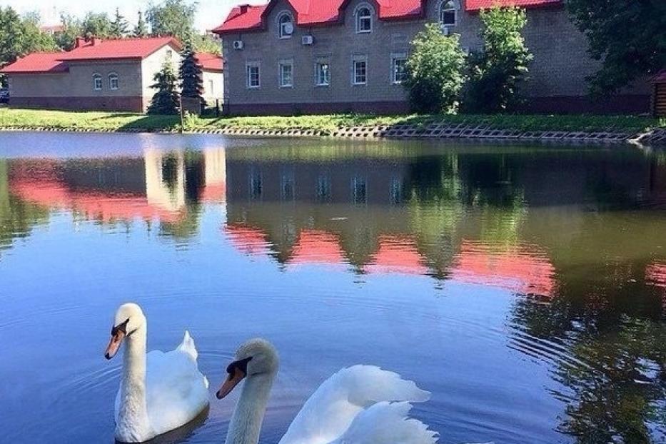В уфимский сад Аксакова вернулась лебединая пара