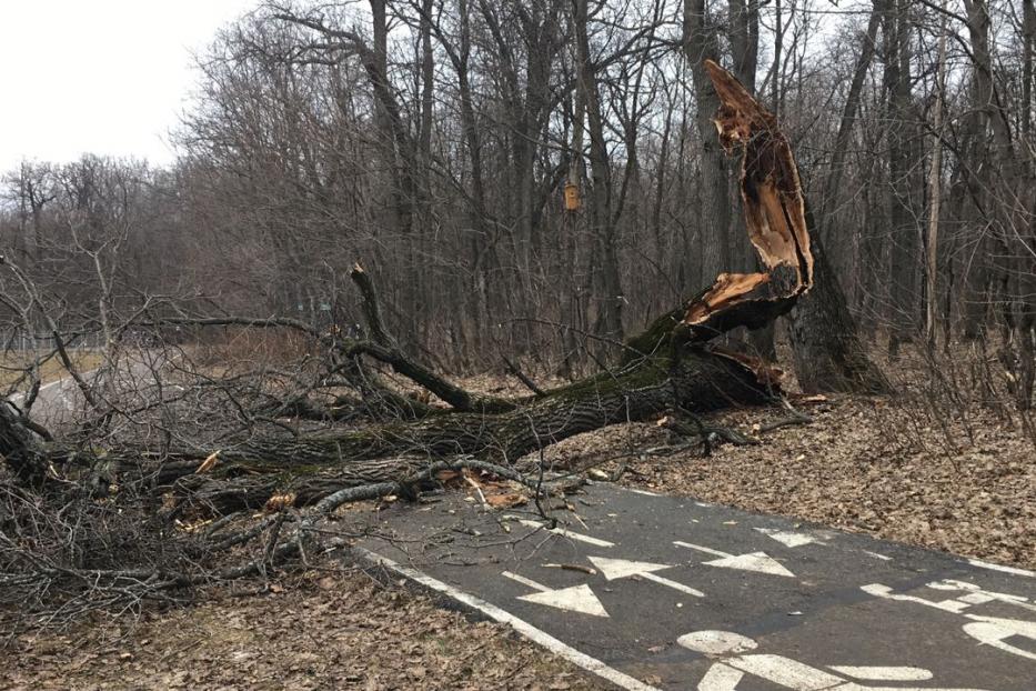 Последствия падения дерева по улице Р.Зорге устраняются