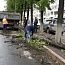 В Уфе зафиксированы случаи падения веток и деревьев В Уфе зафиксированы случаи падения веток и деревьев