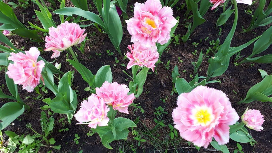 В Уфе цветёт редкий вид тюльпанов