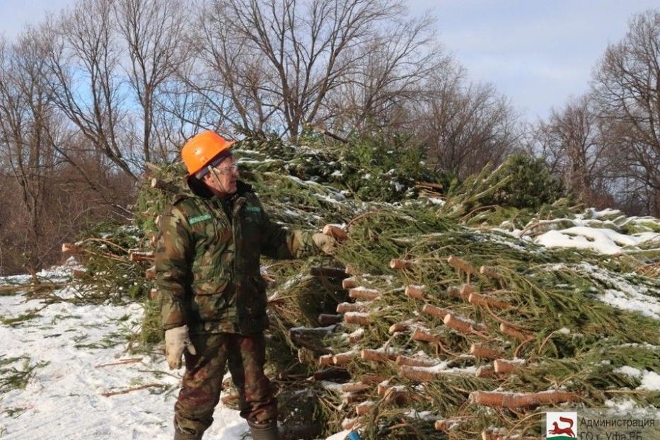 В муниципалитете подвели итоги экологической акции «Елки в щепки»