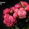 Приглашаем на праздник «Фестиваль пиона»