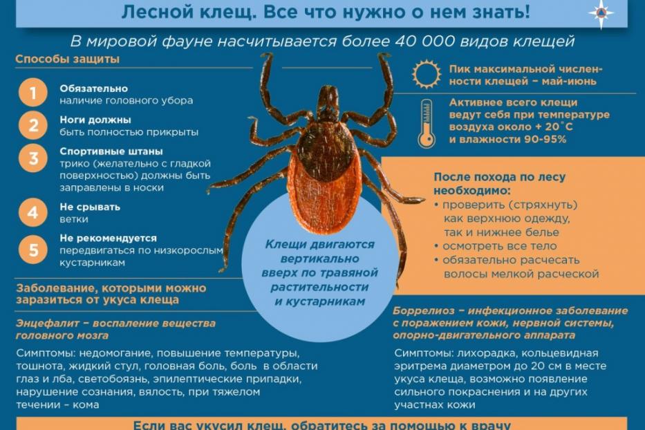 Меры профилактики клещевого энцефалита