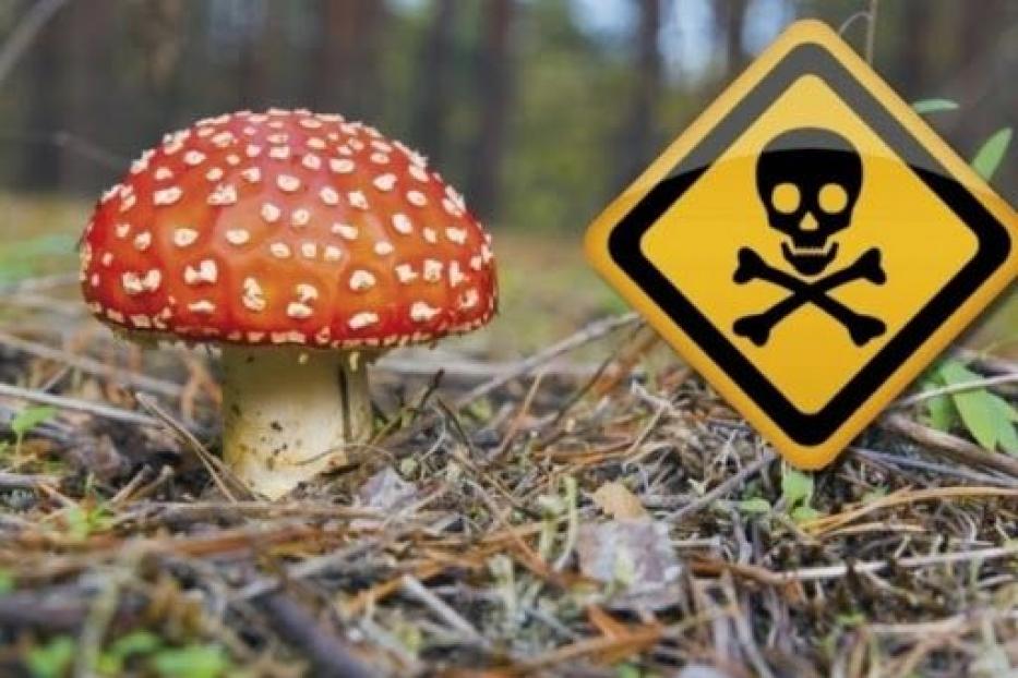 Будьте осторожны! Ядовитые грибы!