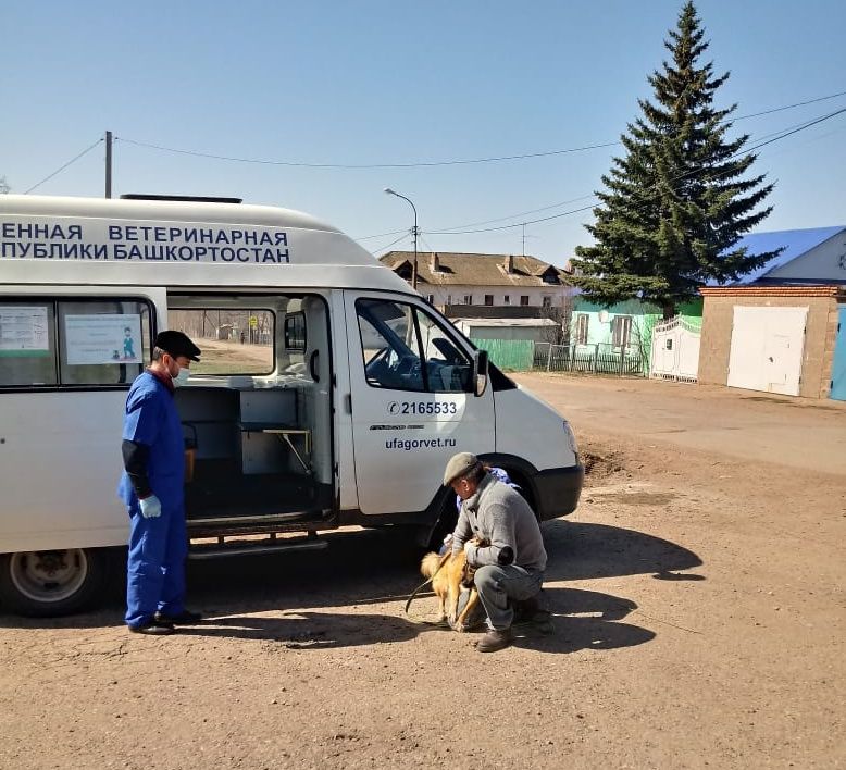 В поселке Тимашево Орджоникидзевского района проходит весенняя вакцинация домашних животных от бешенства 