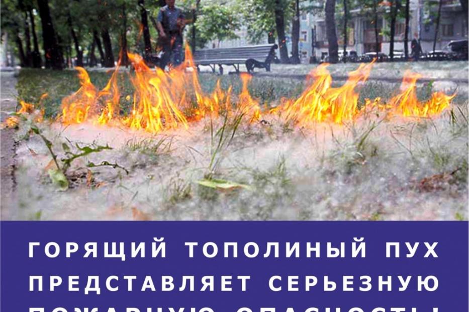 Пожарная опасность тополиного пуха