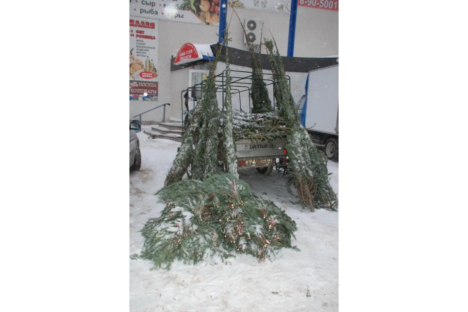 На елочный базар!
