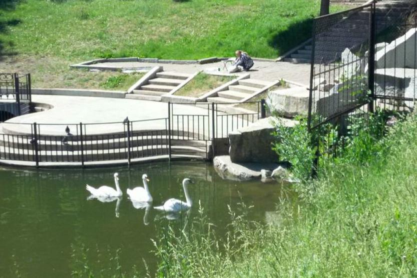 Лебеди из ГБС РАН переданы на зимовку в Московский зоопарк