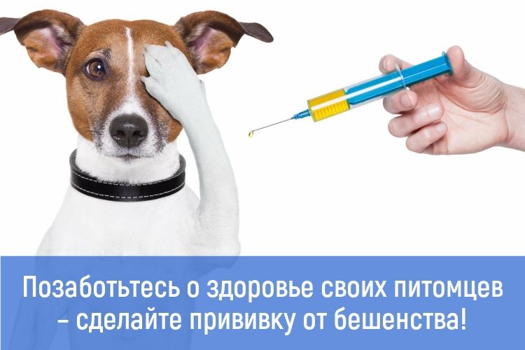 В марте и апреле в Демском районе Уфы пройдет ежегодная бесплатная вакцинация от бешенства собак и кошек