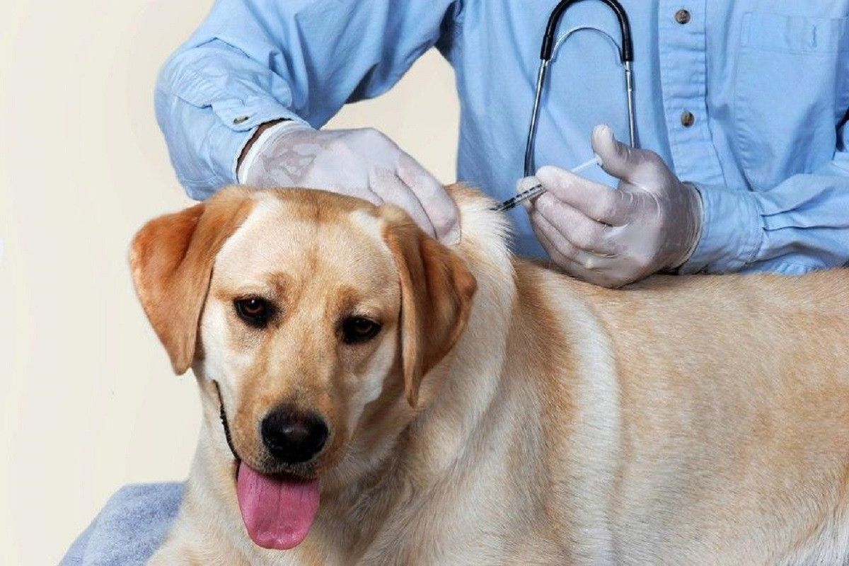 В Дёмском районе Уфы проходит ежегодная бесплатная вакцинация собак и кошек против бешенства