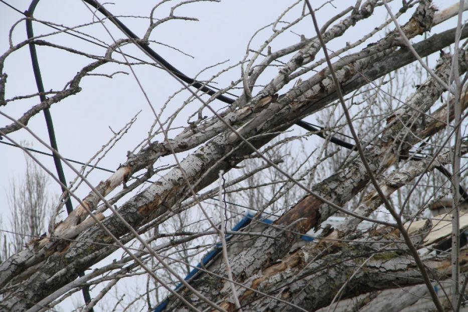 В Уфе порывами ветра снесло два дерева