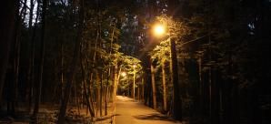 В ночном лесу зажегся свет 