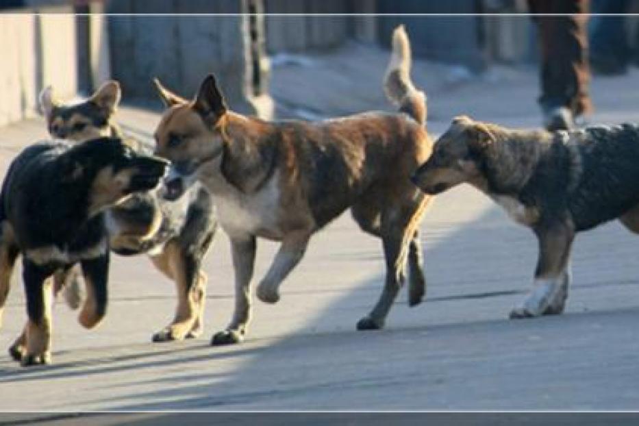 Хозяева, держите собак на коротких поводках!