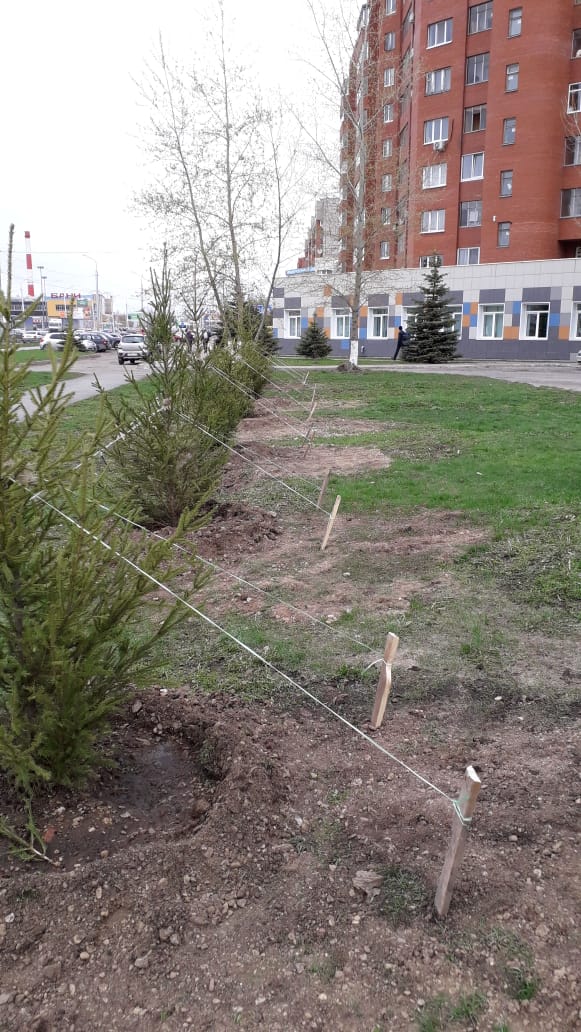 В Сипайлово посадили деревья-крупномеры