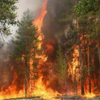 Лесной пожар проще предупредить, чем остановить « «Город Удачный»