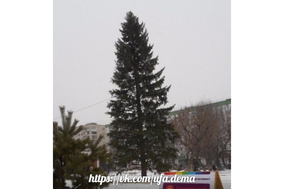 В Деме установили главную новогоднюю елку
