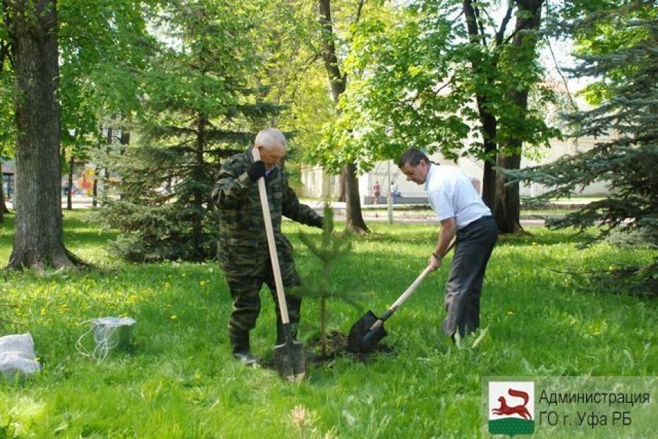 Аллея детства. Уфа посадка деревьев. Аллея детства Уфа. Аллея молодоженов Тюмень сажают дерево.