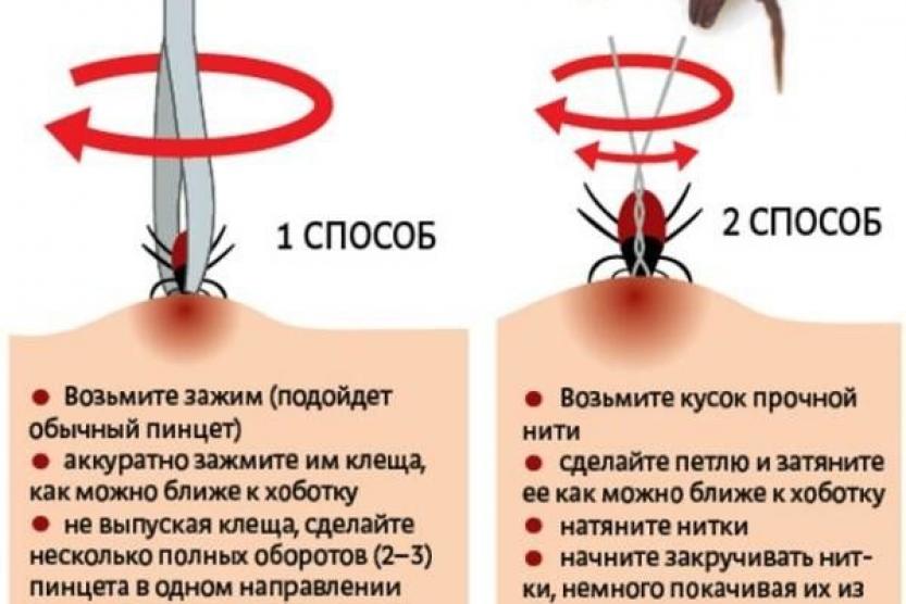 Укус клеща: признаки, симптомы и последствия