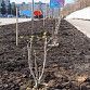 В Уфе на участке улицы Комсомольской посадили 125 кустов сирени 
