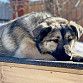 Уфимская городская ветеринарная станция проводит акцию на свои услуги